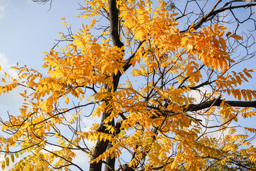 Vibrant golden yellow autumn leaves on a tree against a clear, bright blue sky in sunlight.