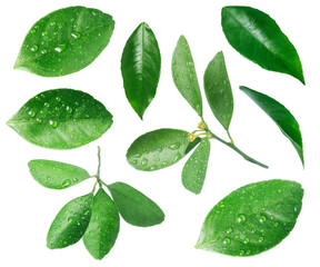 Green leaves of citrus plant isolated on white, set