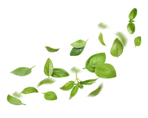 Fototapeta premium Green basil leaves flying in air on white background
