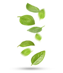 Green basil leaves falling on white background