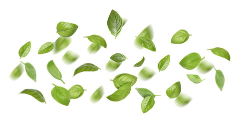 Green basil leaves flying in air on white background