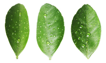 Citrus plant. Set of green leaves isolated on white