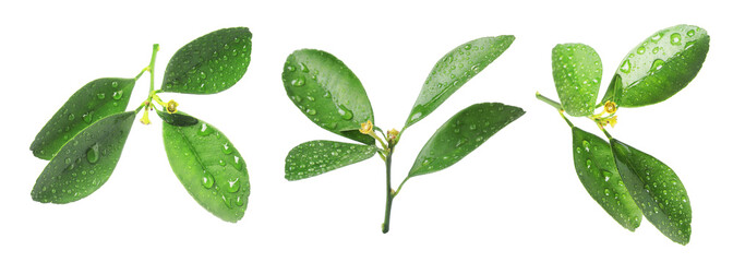 Citrus plant. Set of green leaves isolated on white