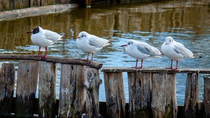 seagull on the roof