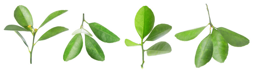 Citrus plant. Set of green leaves isolated on white