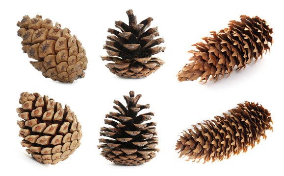 Set of pine cones isolated on white