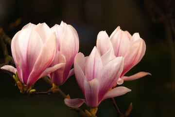 Magnolia blossoms in gentle warm evening sunlight with dark natural background. A botanical spring photo with the flowers standing out.