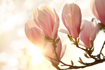 Magnolia blossoms in gentle warm morning sunlight with natural blurred background. A high-key botanical spring photo with the sun behind flowers on a branch.