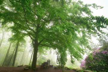 Magnificent beech tree in a scenic park with fog. Atmospheric nature shot with two people standing under the branches.