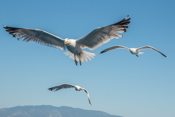 Seagull in flight over the sea in Greece.
