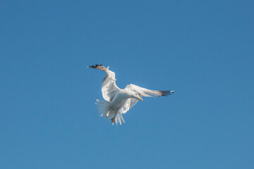 Seagull in flight over the sea in Greece.