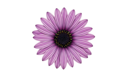 Isolated Osteospermum Flower Head in Purple Tones on Transparent PNG