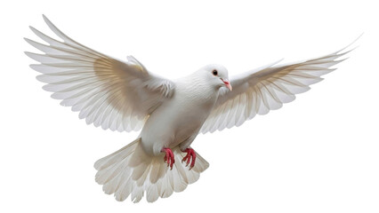 Obraz premium Flying White Dove with Wings Spread on a Transparent Background PNG
