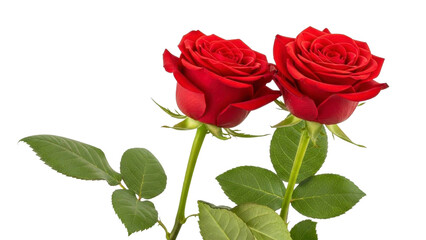 Two Red Roses Isolated on Transparent Background PNG Image
