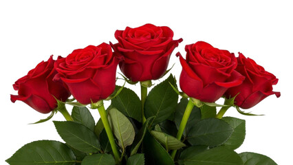 Five Red Roses Isolated on Transparent Background, PNG Image