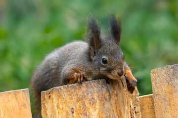 Red squirrel on a tree