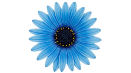 Blue Daisy Flower Isolated on a Transparent Background PNG Image