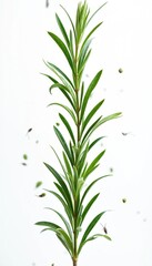 Fototapeta premium Green rosemary sprig with scattered seeds and leaves against white backdrop. Tiny insect crawls on a leaf. Fresh herb for cooking or decoration.