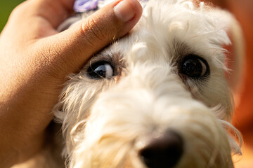 Hand petting a dog's head showing love