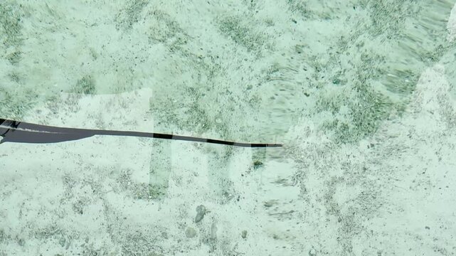 A giant stingray gliding  on the ocean floor across the screen.