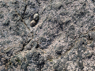 Stone texture with algae and shells