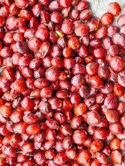 Close-up texture of red-skinned Dogfruit or in Indonesia better known as jengkol that fills the frame at a traditional market in Serang Regency, Banten, Indonesia