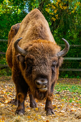 European bison in Autumn