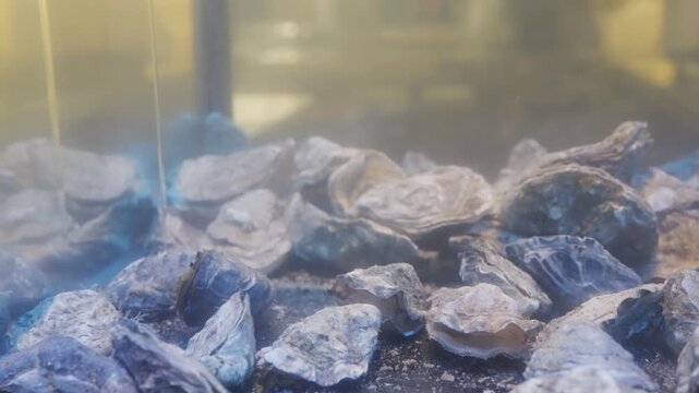 Aquaculture oyster scene, Scientist supervises juvenile oyster growth in controlled aquatic environment