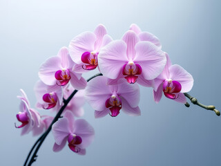 Beautiful pink orchids in full bloom, showcasing elegance