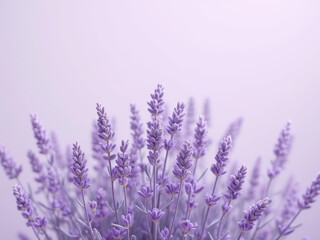Lavender flowers in soft purple hues create calming atmosphere