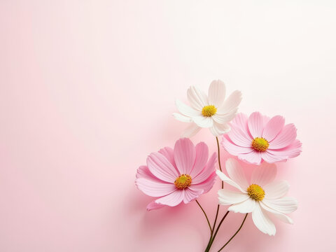 Beautiful pink and white flowers on soft pink background