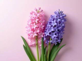 Beautiful pink and purple hyacinth flowers with green leaves