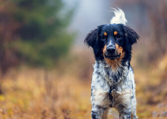 Czech Spotted Dog walking on Forest Trail in Autumn, portrait