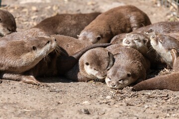 Obraz premium A group of Asian small clawed otters (amblonyx cinerea) relaxing on the ground