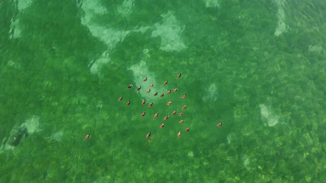 Ducks Gracefully Swim in the Clear Green Waters of Lake Ohrid, North Macedonia, Captured From a Scenic Aerial View