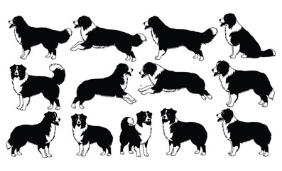 Set of border collie dog silhouettes showing different poses and movements