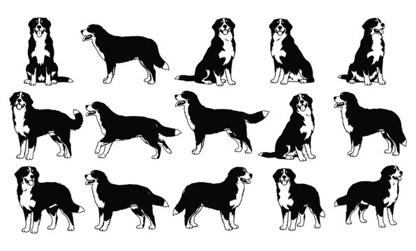 A collection of 15 black and white illustrations of a large dog breed in various poses