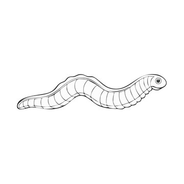 Wiggling Worm Line Art Illustration of Invertebrate Wildlife
