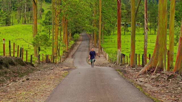 Man walking down a scenic country road lined with tall Rainbow Eucalyptus trees in Costa Rica