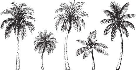 Obraz premium Handdrawn black and white palm trees collection