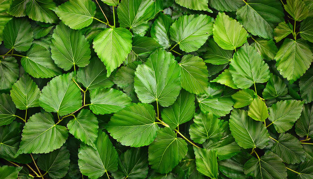 Mulberry Leaves As A Green Nature Background For Design Work