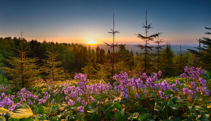 Purple Flowers Bloom In A Serene Forest At Sunset Capturing The Beauty Of Nature At Dusk