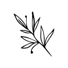 Hand Drawn Floral Sprig with Berries. Minimalist Vector Branch Line Art Element