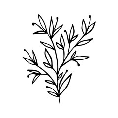 Hand Drawn Floral Sprig with Berries. Minimalist Vector Branch Line Art Element