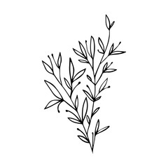 Hand Drawn Floral Sprig with Berries. Minimalist Vector Branch Line Art Element