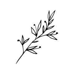Hand Drawn Floral Sprig with Berries. Minimalist Vector Branch Line Art Element