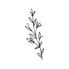 Hand Drawn Floral Sprig with Berries. Minimalist Vector Branch Line Art Element