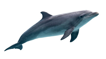 Fototapeta premium A dolphin swimming isolated on white or transparent background.