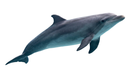 A dolphin swimming isolated on white or transparent background.