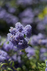 lilac flowers in the garden